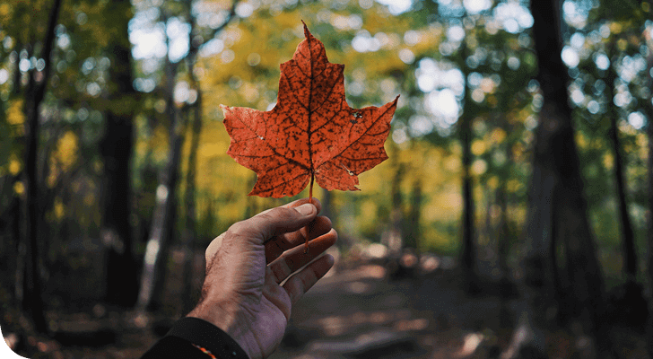 אדם מחזיק עלה מייפל אדום תוסס על רקע יער מטושטש, עם עצים מראים צבעי הסתיו המוקדמים. השמש מסתננת ברכות דרך העלים, ויוצרת אווירה שמזכירה את מפגשי חבר תרגומים באוקטובר 2019.