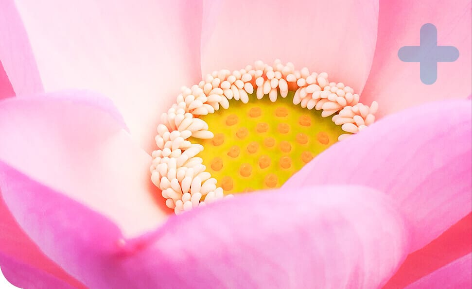 תקריב של פרח לוטוס ורוד, עלי הכותרת התוססים ומרכזו הצהוב מוקף במבנים לבנים קטנים. תאורה רכה מדגישה את המרקמים והקימורים העדינים של הפריחה, משרה תחושת אביב ירוק שמהדהדת עם העולם הסובב אותה.